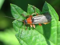 Cantharis pellucida