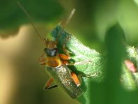 Cantharis nigricans