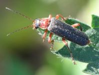 Cantharis pellucida