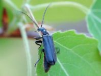 Cantharis