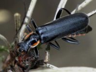 Dunkler Fliegenkäfer, Cantharis obscura