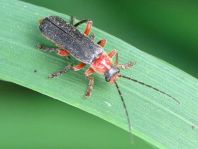Cantharis pellucida