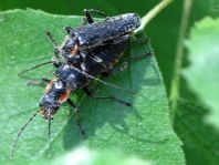 Dunkler Fliegenkäfer, Cantharis obscura