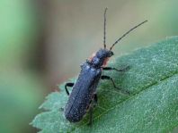 Dunkler Fliegenkäfer, Cantharis obscura