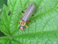 Cantharis nigricans