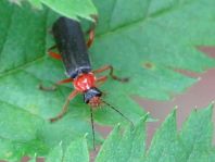Cantharis pellucida