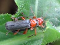 Cantharis pellucida