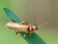 Cantharis figurata