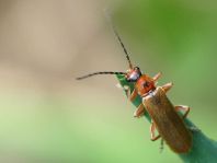 Cantharis figurata