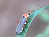 Cantharis pellucida