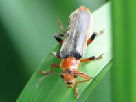 Weichkäfer, Cantharis livida