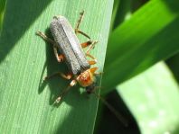 Cantharis nigricans