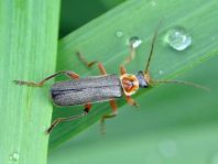 Cantharis nigricans