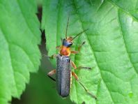 Cantharis pellucida