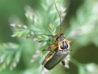 Cantharis nigricans