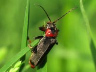 Cantharis fusca, Gemeiner Weichkäfer
