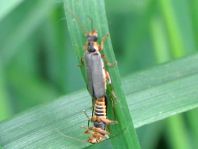 Cantharis nigricans