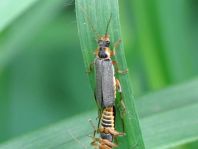 Cantharis nigricans