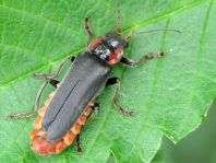 Cantharis fusca, Gemeiner Weichkäfer