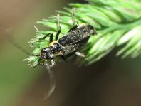 Dunkler Fliegenkäfer, Cantharis obscura
