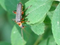 Cantharis nigricans