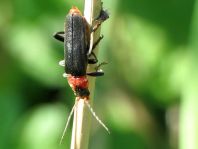 Cantharis fusca, Gemeiner Weichkäfer