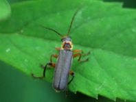 Cantharis nigricans