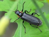 Cantharis