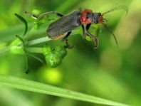 Cantharis fusca, Gemeiner Weichkäfer