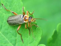 Cantharis nigricans