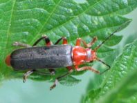 Weichkäfer, Cantharis livida