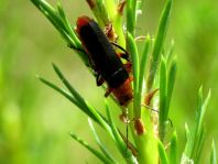 Weichkäfer, Cantharis livida