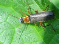 Cantharis nigricans