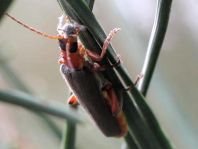 Cantharis pellucida