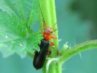 Weichkäfer, Cantharis livida