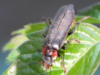 Cantharis fusca, Gemeiner Weichkäfer