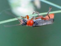 Cantharis pellucida