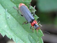 Cantharis fusca, Gemeiner Weichkäfer