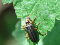 Cantharis nigricans
