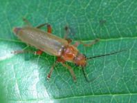 Cantharis cryptica