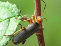 Cantharis fulvicollis