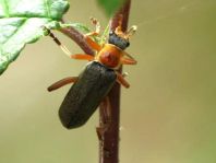 Cantharis fulvicollis