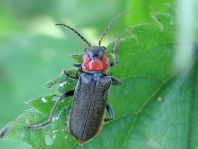Cantharis fusca, Gemeiner Weichkäfer