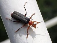 Weichkäfer, Cantharis livida