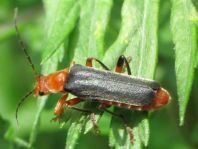 Weichkäfer, Cantharis livida