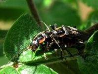 Dunkler Fliegenkäfer, Cantharis obscura