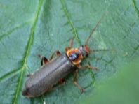 Cantharis nigricans