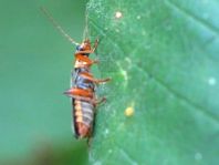Cantharis nigricans