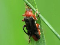 Cantharis