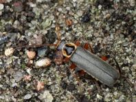 Cantharis nigricans